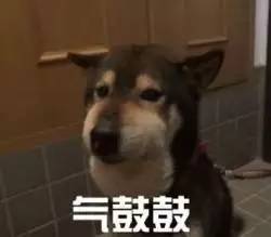 狗生气时的表情包