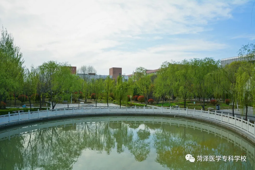 菏泽医学专科学校牡丹，又是姹紫嫣红开遍