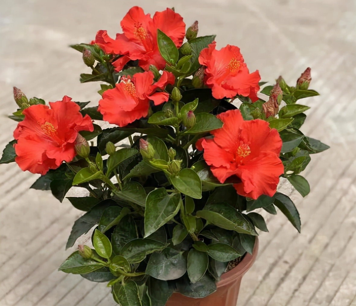 8种开大红色花朵的植物，家里养一盆，喜庆又红火