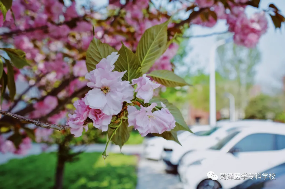 菏泽医学专科学校牡丹，又是姹紫嫣红开遍