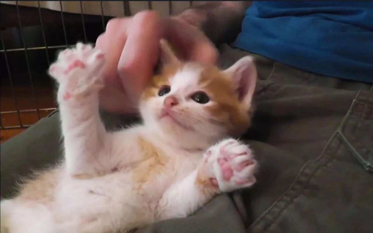 小猫什么时候开始吃猫粮（幼猫的饲养注意事项）