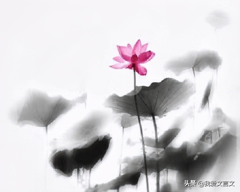 重温经典 | 北宋·周敦颐《爱莲说》