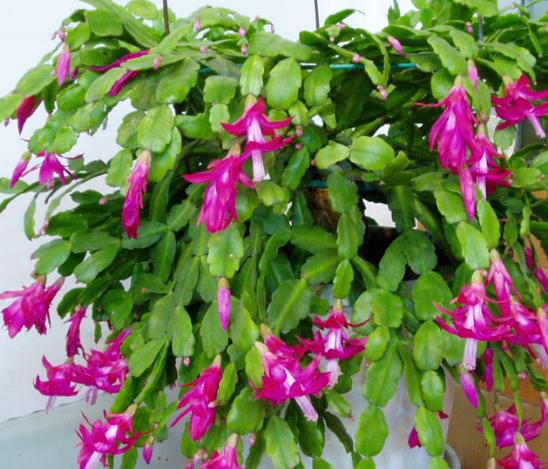 蟹爪兰的叶子发软？学会“2种”补救方法，30天叶片绿油油！