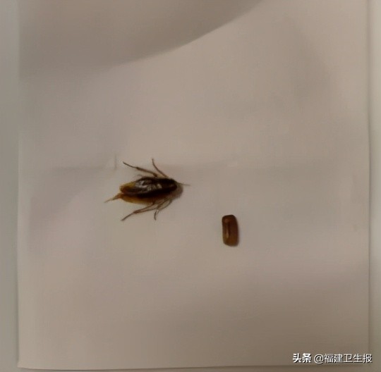 深夜，蟑螂爬进厦门睡熟男子的耳朵里，还产下“一窝崽”！医生：千万别掏