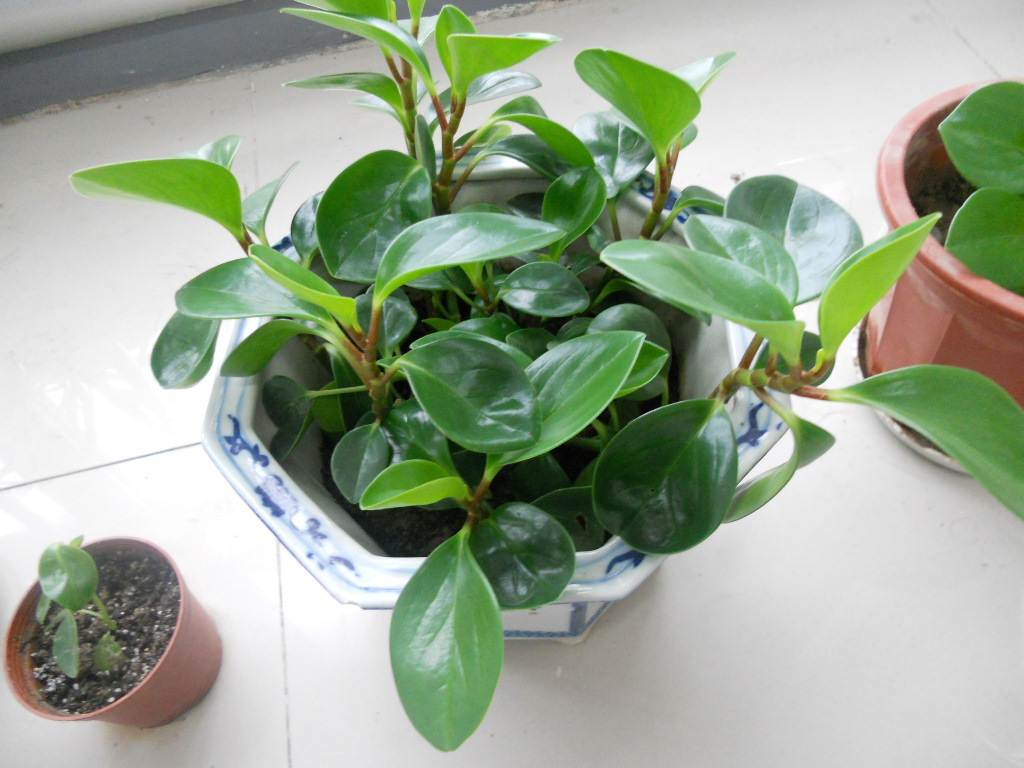 豆瓣绿怎么养才能更旺盛(养豆瓣绿掌握住6点小技巧)