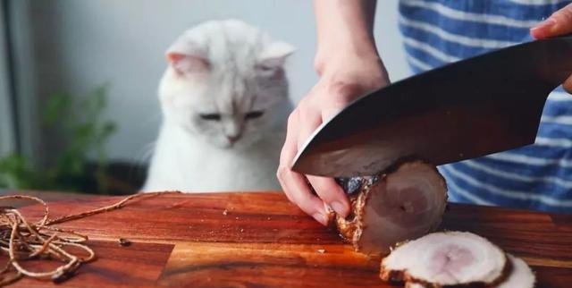 猫咪能吃的5种肉和不能吃的3种肉，你知道吗？