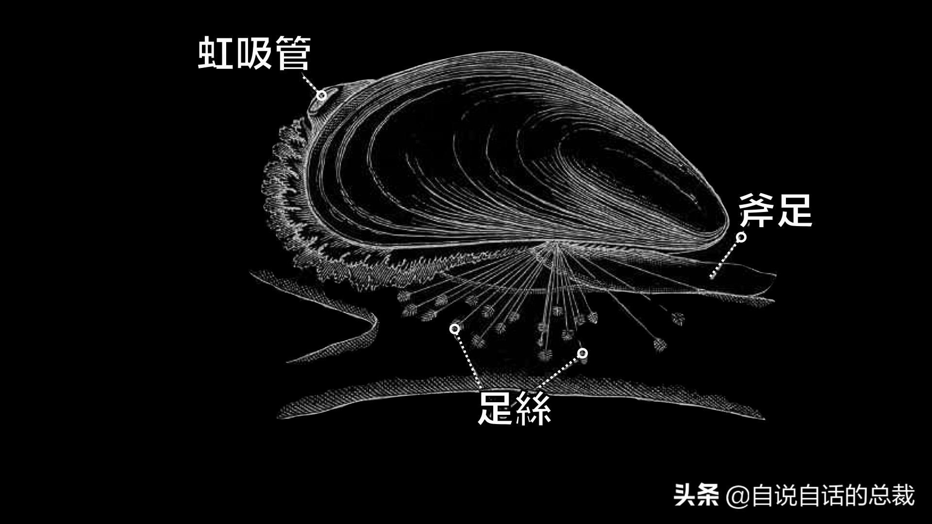 蚬子身体结构图解图片