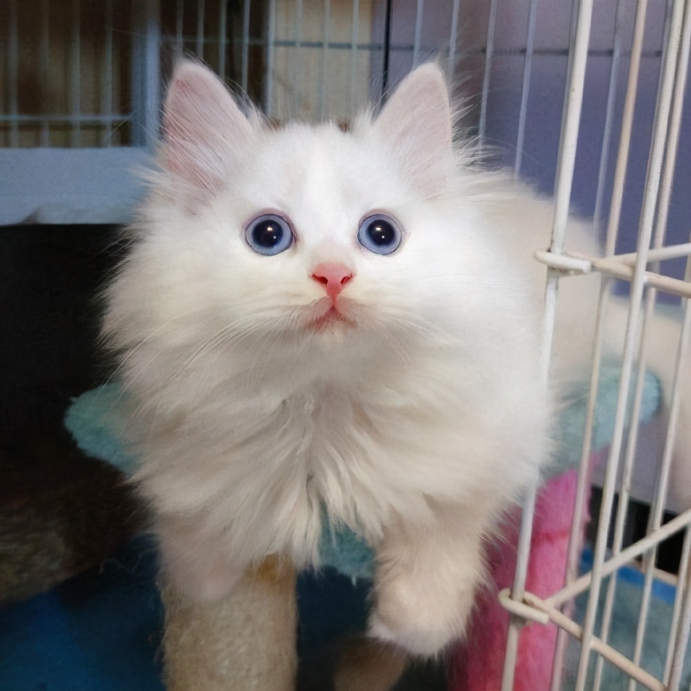 这几种猫“不易生病”，还便宜，养猫首选它们