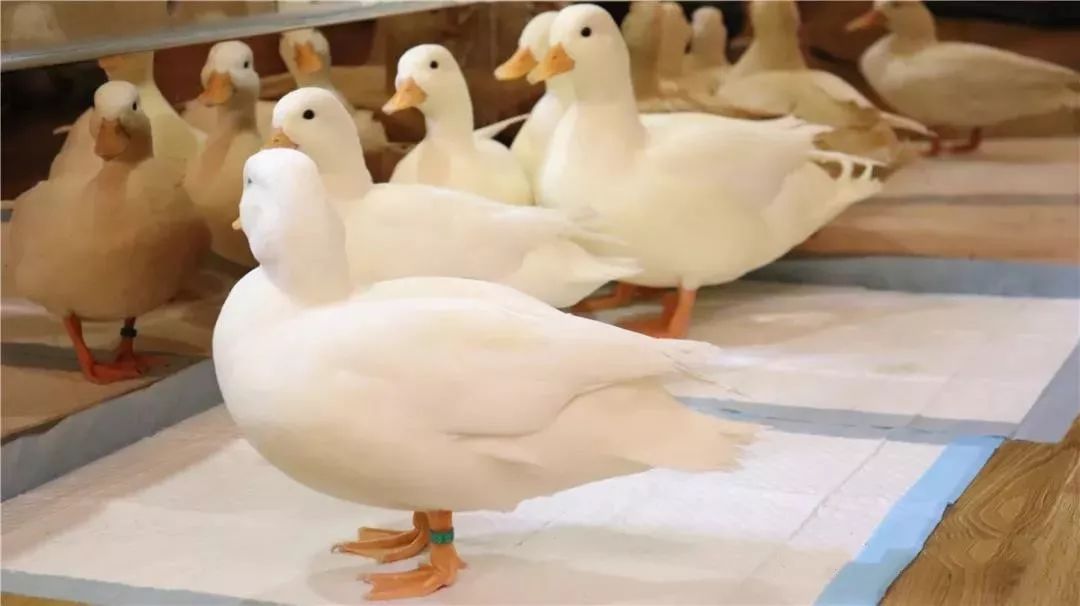 西安ktv鸭子价格(西安终于有鸭鸭了) - 价格百科