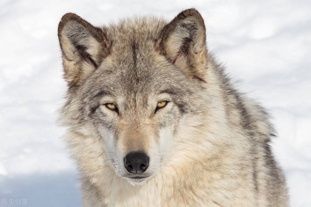 这头狼曾多次出生入死为抗联送情报食盐药品,却死于叛徒告密