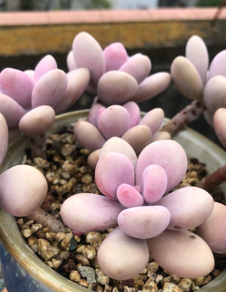 桃蛋怎么养的肥肥胖胖红红的(养桃蛋3个技巧)