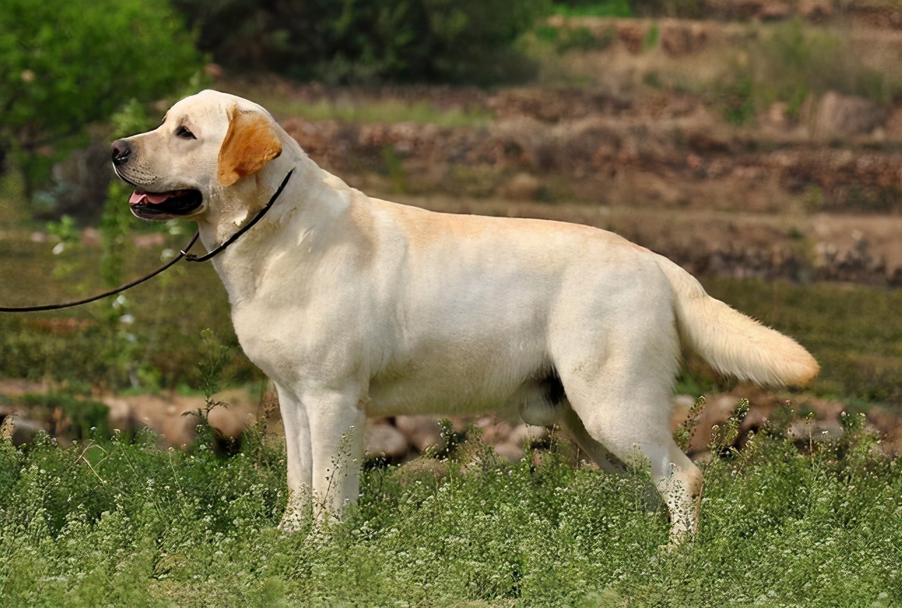 狗界脾气最好、最乖的狗，不吵不叫，有你养的吗？