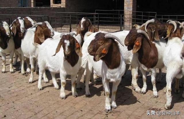 高效科学养羊日常管理工作内容，想规范养殖可以看下