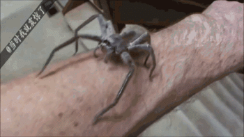 蜘蛛侠专题,盘点蜘蛛届的十大世界之最