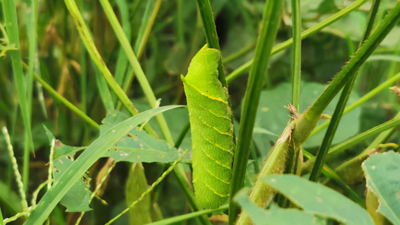 13豆丹在家里怎么养详细介绍「专业回答」 -骁龙网