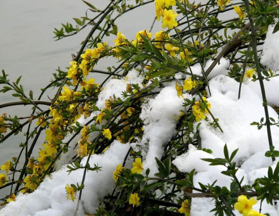 迎春花是什么颜色(迎春花是迎接春天的最好花卉植物,株型漂亮,花朵多)