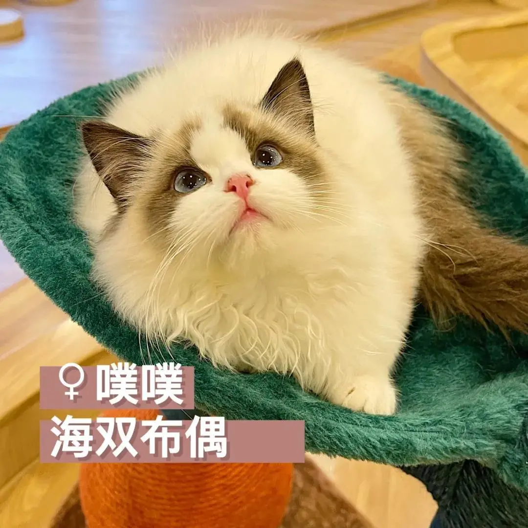 「探GAI」沈阳,那些正被猫治愈的年轻人