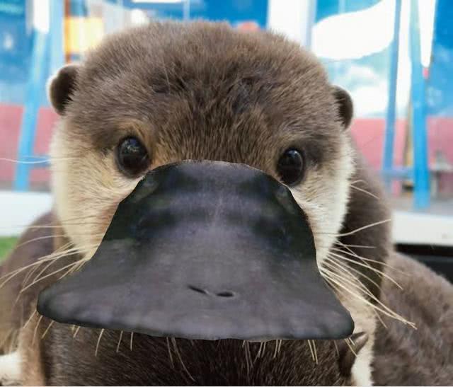 明明能躲避火灾,为何澳大利亚大火,让鸭嘴兽再次面临灭绝风波?