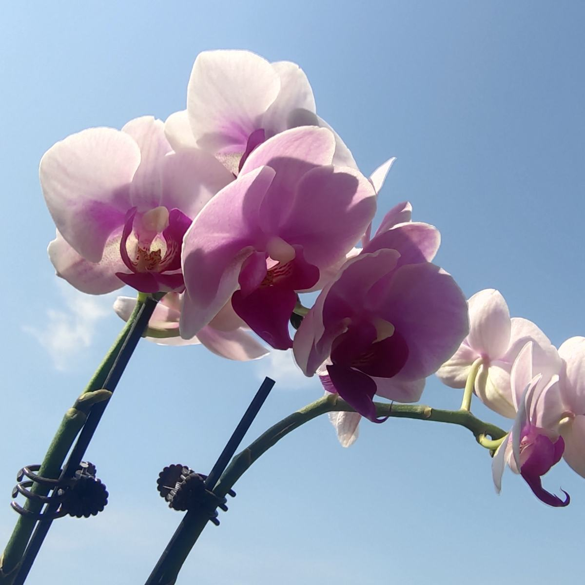 乔迁之喜应该送什么花最合适（乔迁送什么鲜花比较好）