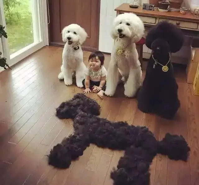 边境牧羊犬多钱一只（什么狗最贵最值钱排名）