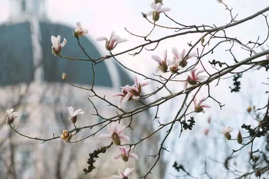 【发布】2021年上海外国语大学上海市综合评价录取改革试点招生简章