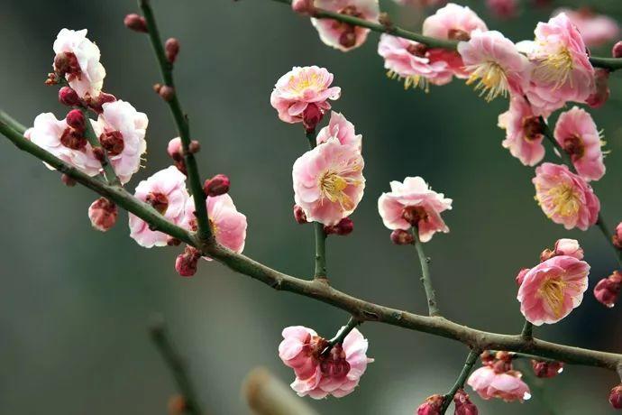 春天常见的40种花春天都有哪些花常见的花