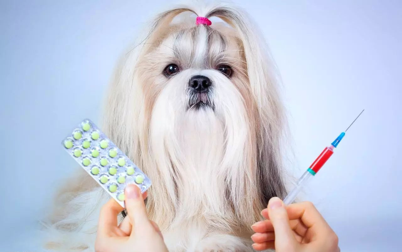 狗狗驱虫全攻略：让爱犬远离寄生虫困扰！
