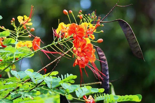 金苞花是什么花（这7种花命里带金都有好兆头）