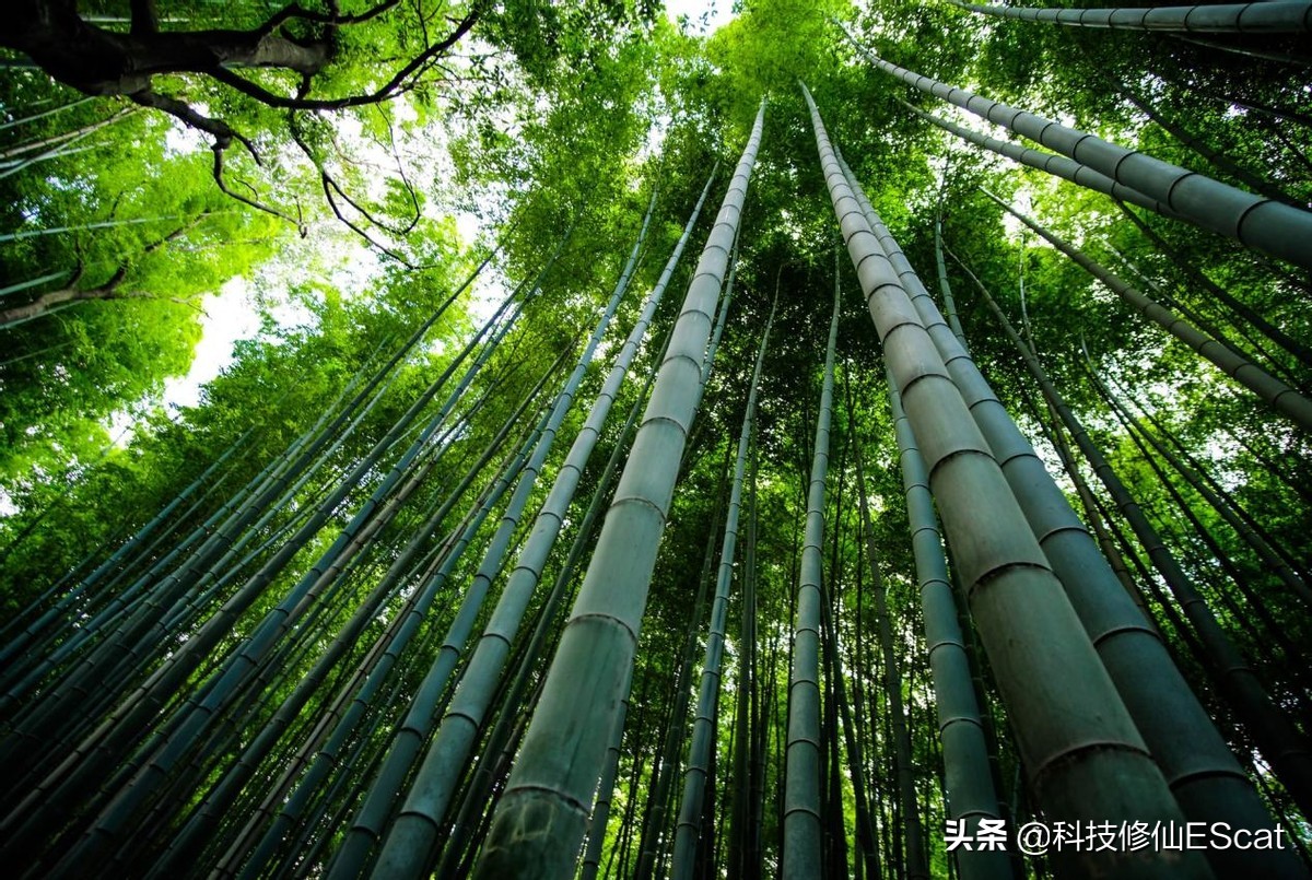 竹子是生长速度最快的植物为什么 不愧为梅兰竹菊四公子之一!