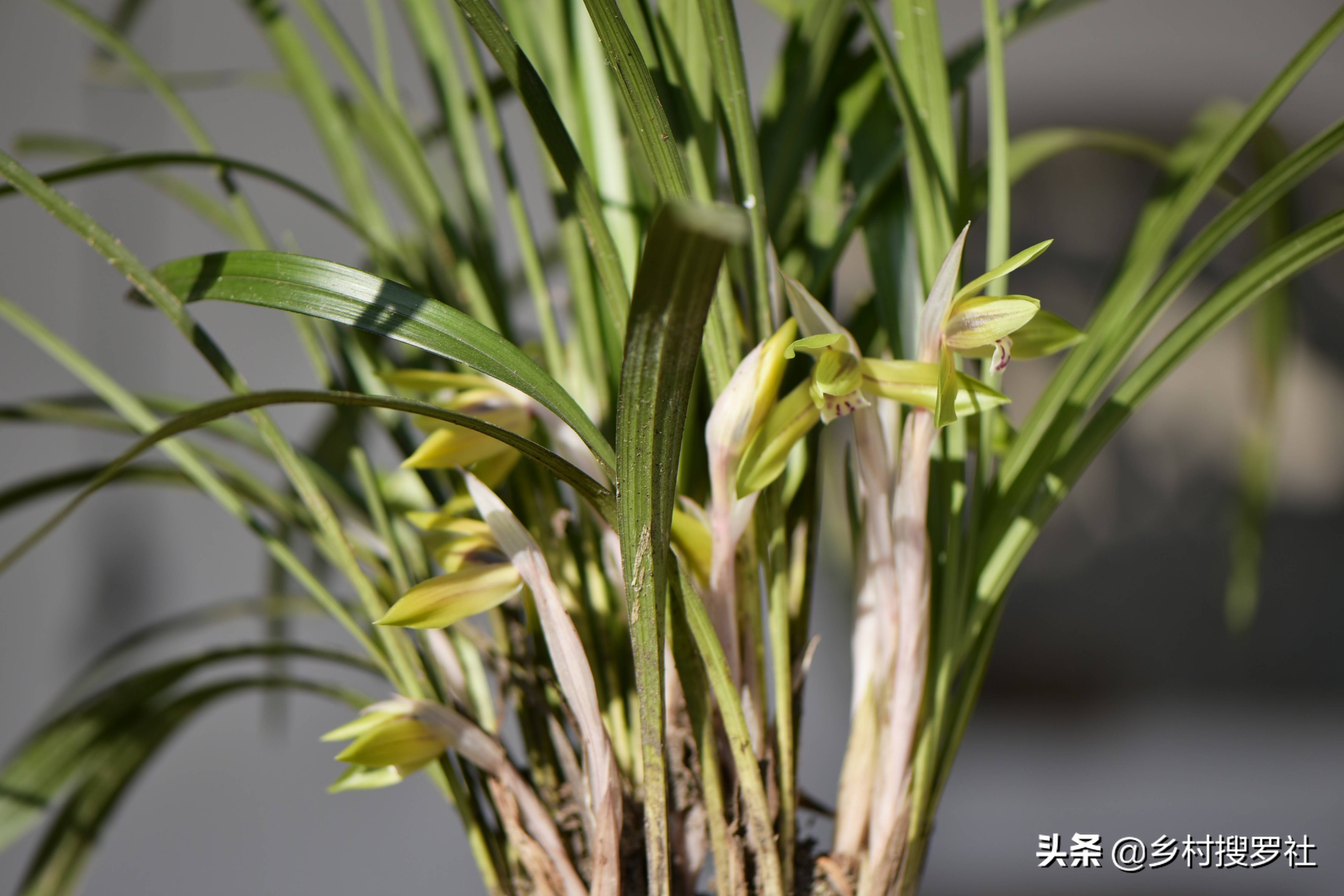 兰花怎么养才能旺盛？兰友：利用土肥水光风，养兰就容易了