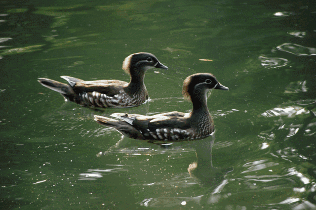 从雁鸣湖这个名字理解,这里应该是水域广阔,常有大雁,野鸭鸣叫声之声