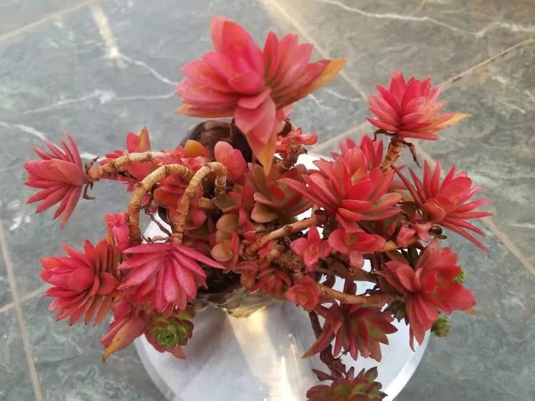 爱机车，爱多肉，宝妈花姐的诗和远方