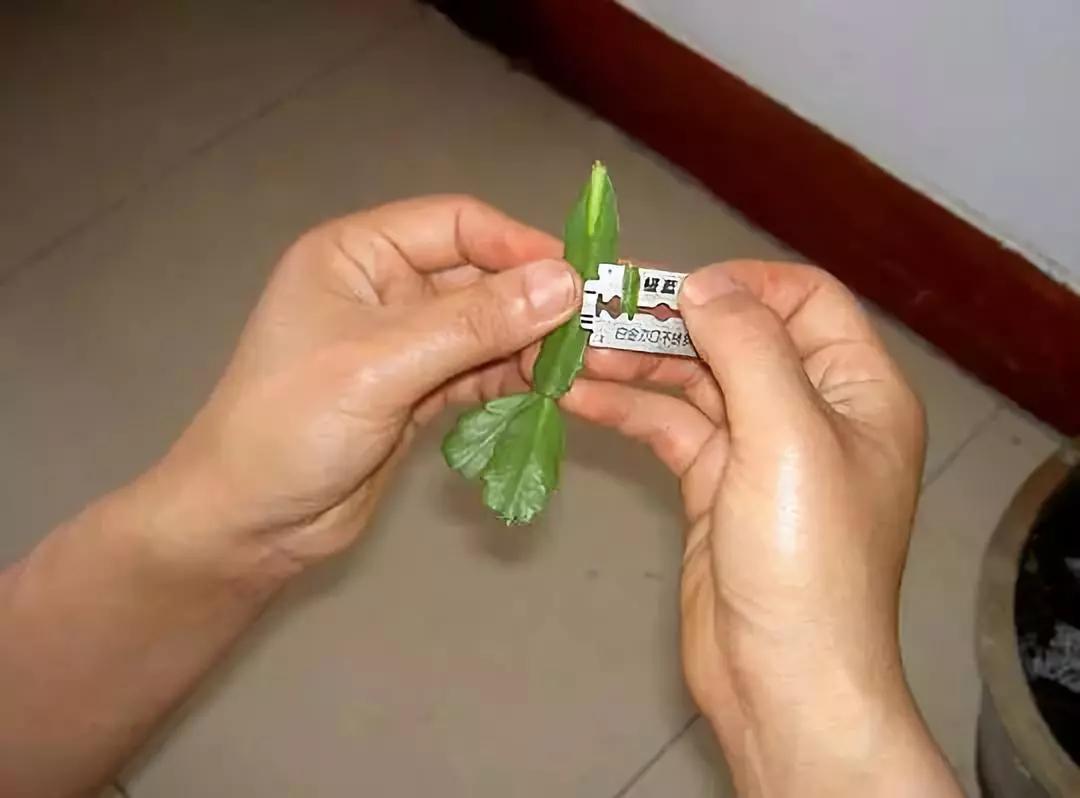 这东西和蟹爪兰天生一对,嫁接百分百活,轻松变身蟹爪兰大树
