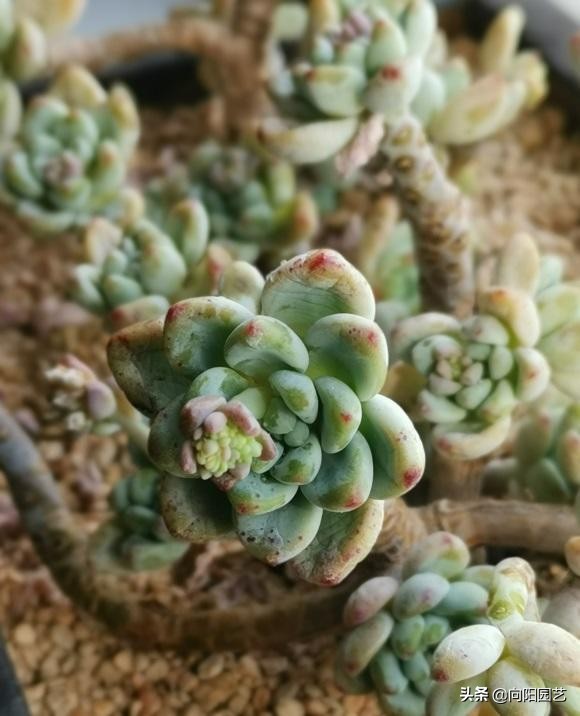 家庭养多肉,不要用颗粒土,泥炭土很实用,浇1次水顶1个月