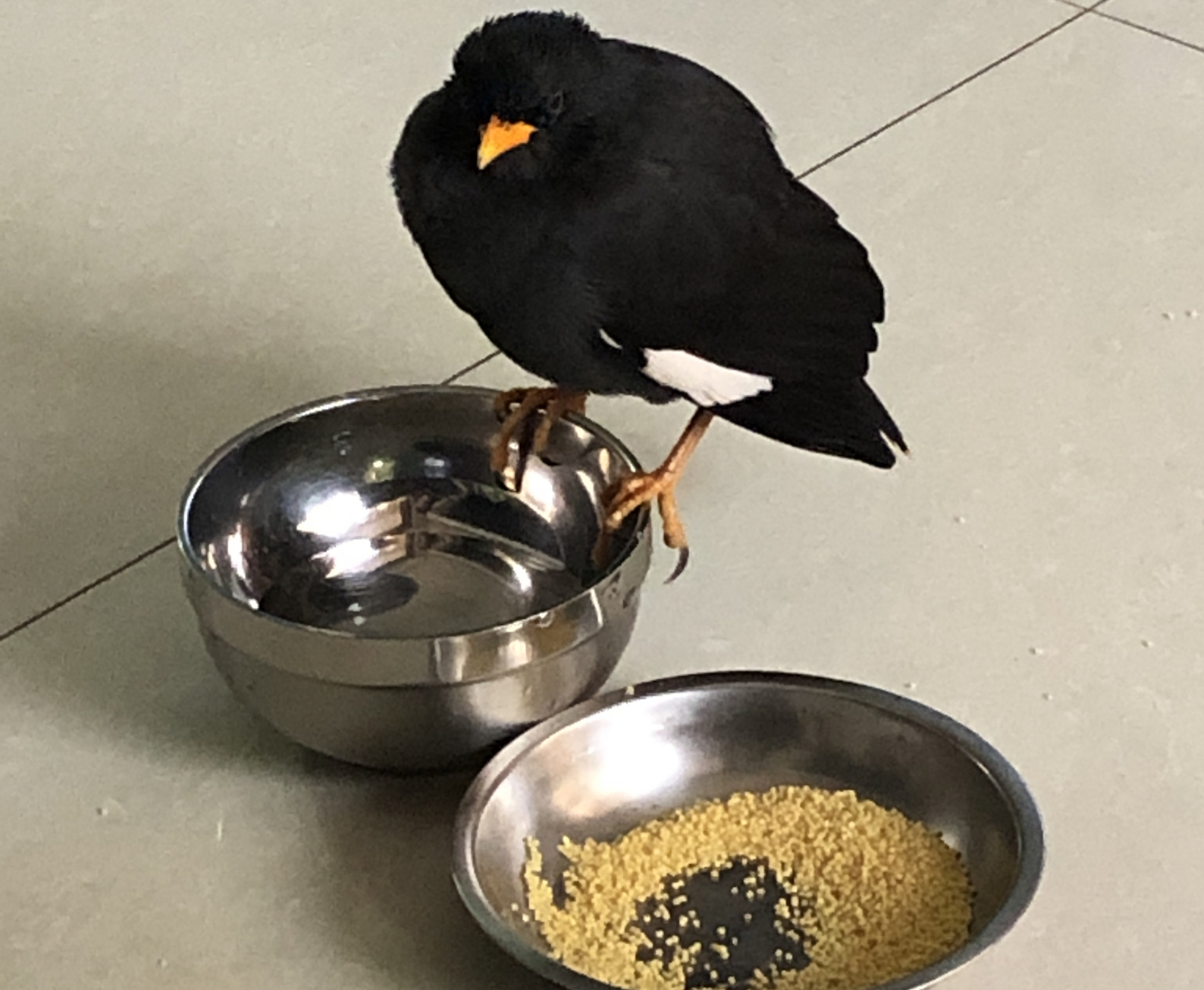 雏鸟八哥的喂养方法