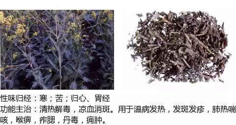 300个中草药图谱（附主治功效），知道一半就太牛了（上）