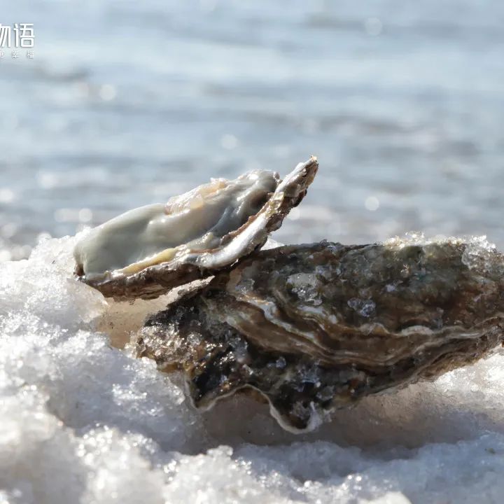 養育了優良的生蠔,因為品質過硬,乳山生蠔,不僅拿下了國家地理標誌