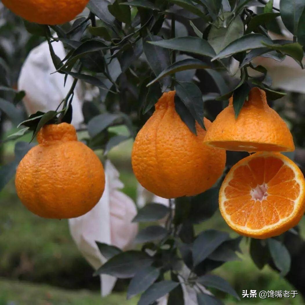 惊蛰前后，遇到这5种水果别手软，滋润防“春燥”好吃营养还不贵