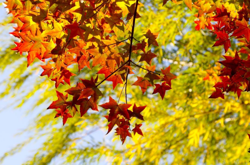 初秋的诗句优美初秋的唯美诗句