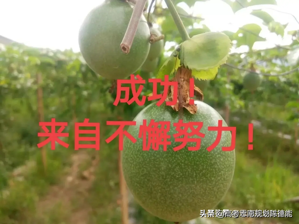 西南林业大学2016录取分数线（普通农业）