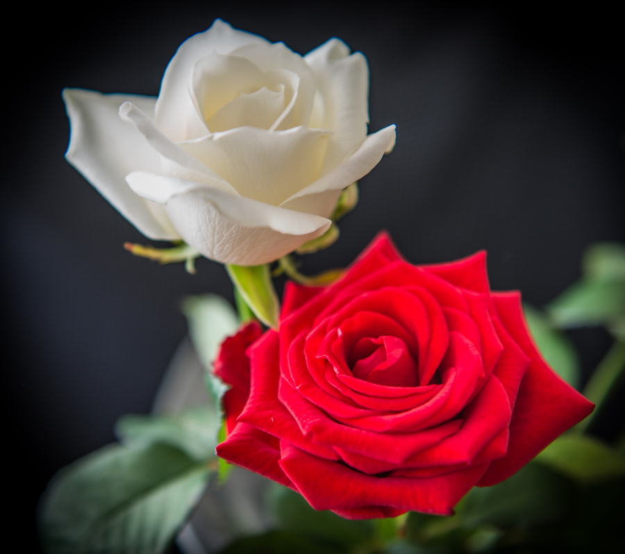 《红玫瑰与白玫瑰》:不论白月光还是朱砂痣,迟早都会成为蚊子血