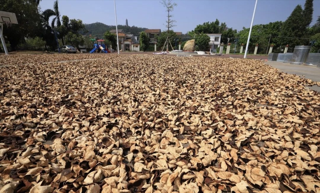 自己在家如何做陈皮 制作陈皮最好的原材料