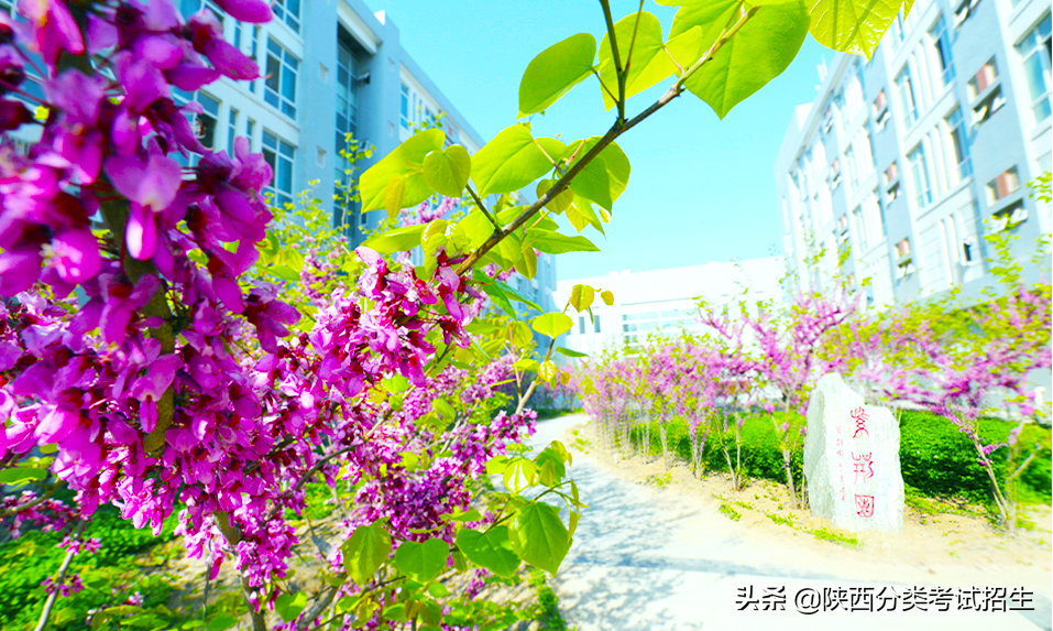 渭南职业技术学院2020年示范高职院校单独考试招生章程