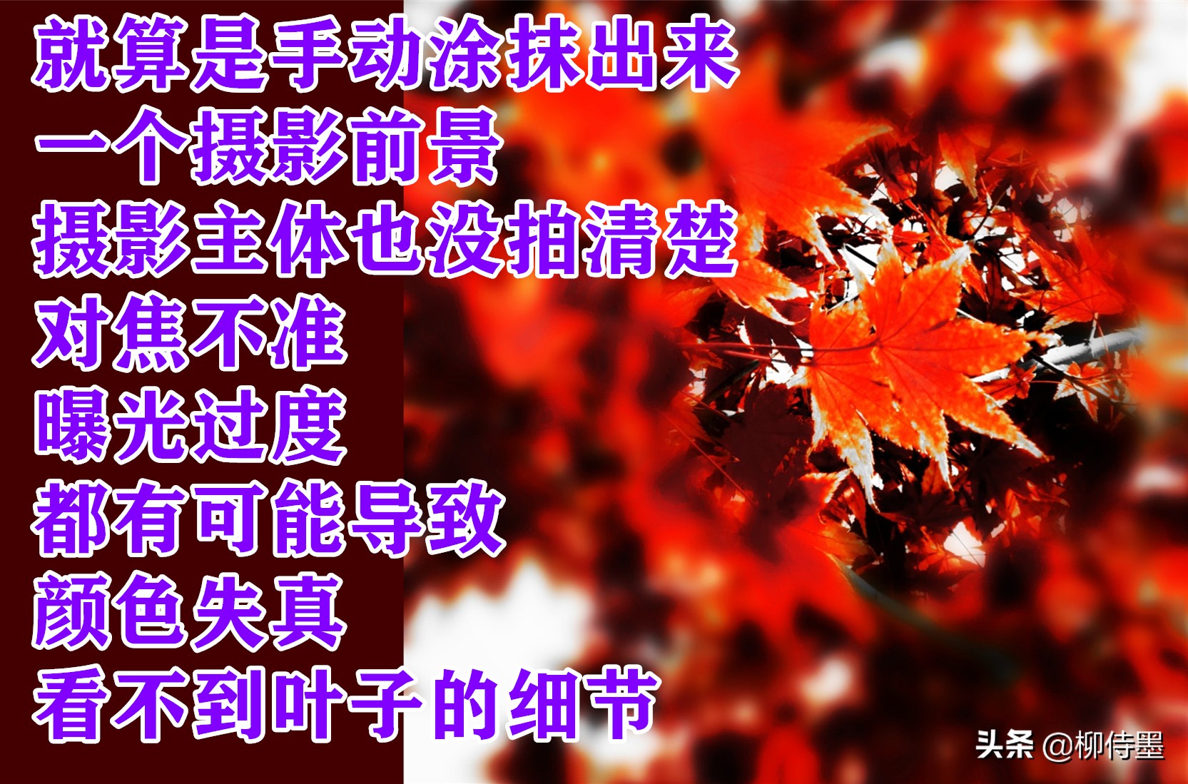 叶子形态各有千秋，跟着摄影师学拍照，拍美“一叶知秋”