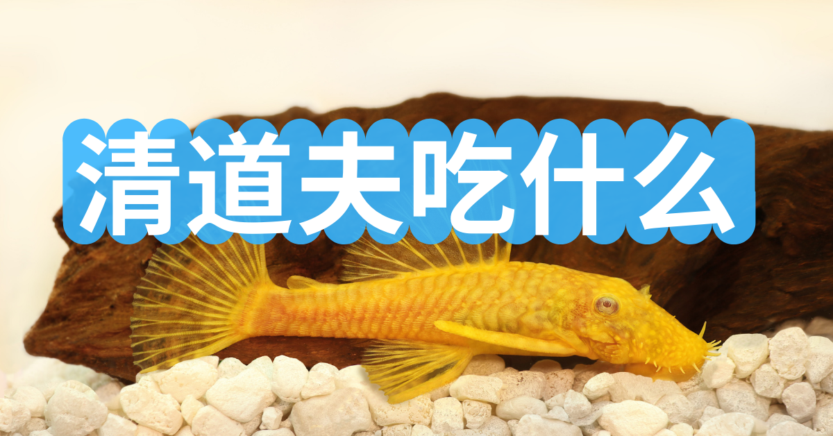 清道夫鱼吃什么?什么时间喂清道夫最好?多长时间喂一次?