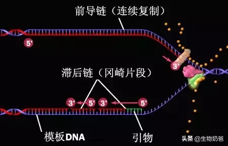 高考姊妹题（13）：DNA复制的特点