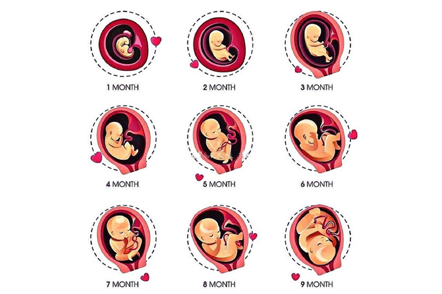 一个宝宝的出生,要先经历十月怀胎的孕育过程,在这十个月里,不仅