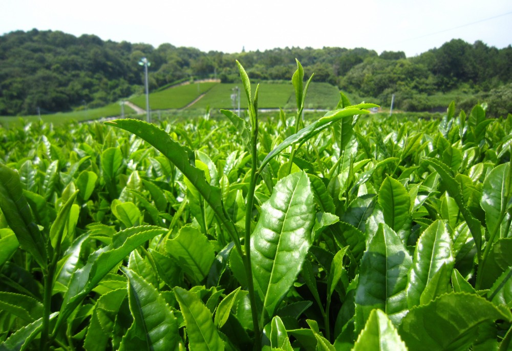 最贵的茶多少钱（最贵的茶）