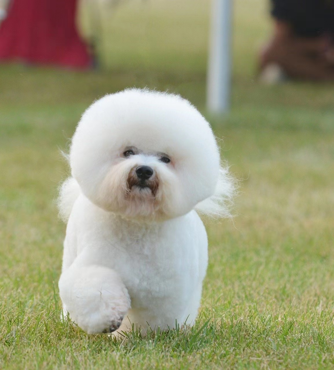 纯种比熊犬有哪些特征，你又知道哪些？