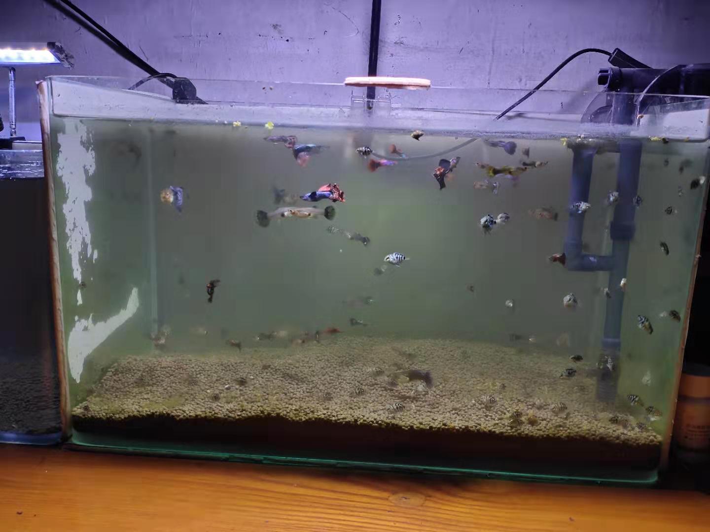 孔雀魚生小魚,孔雀魚生小魚要多久才能生完